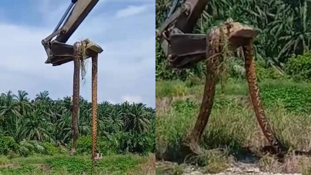 individu sibuk bekerja terkejut temui seekor ular sawa 100 kilogram