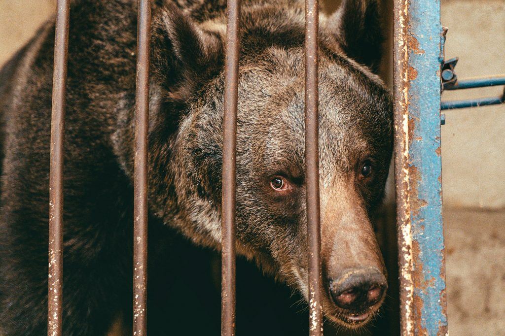 the world’s loneliest bear released after 12 years in a cage
