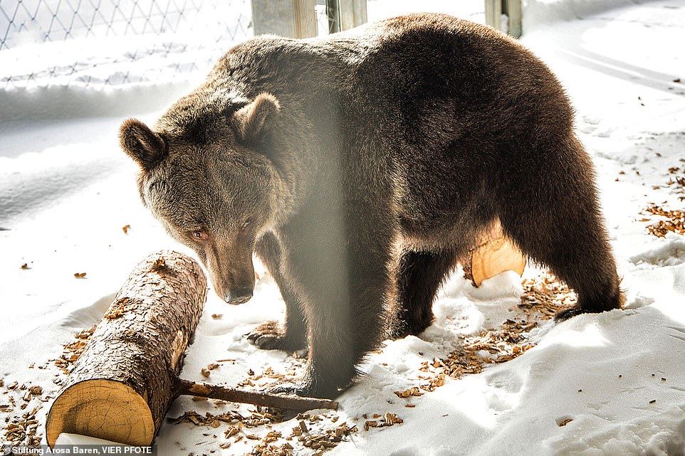the world’s loneliest bear released after 12 years in a cage