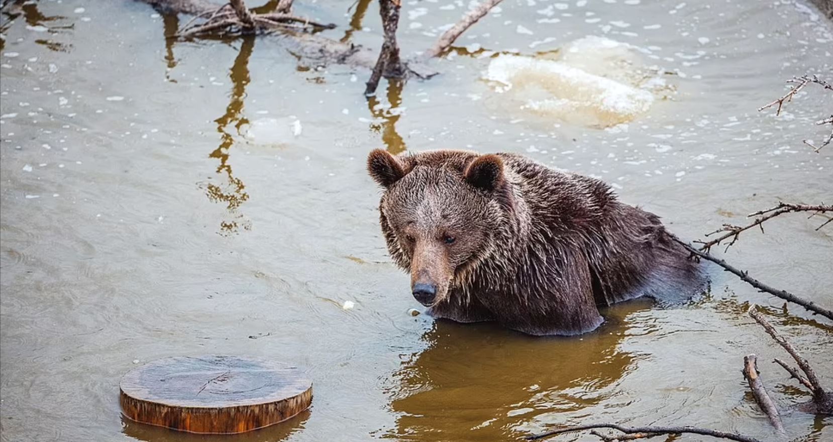 the world’s loneliest bear released after 12 years in a cage