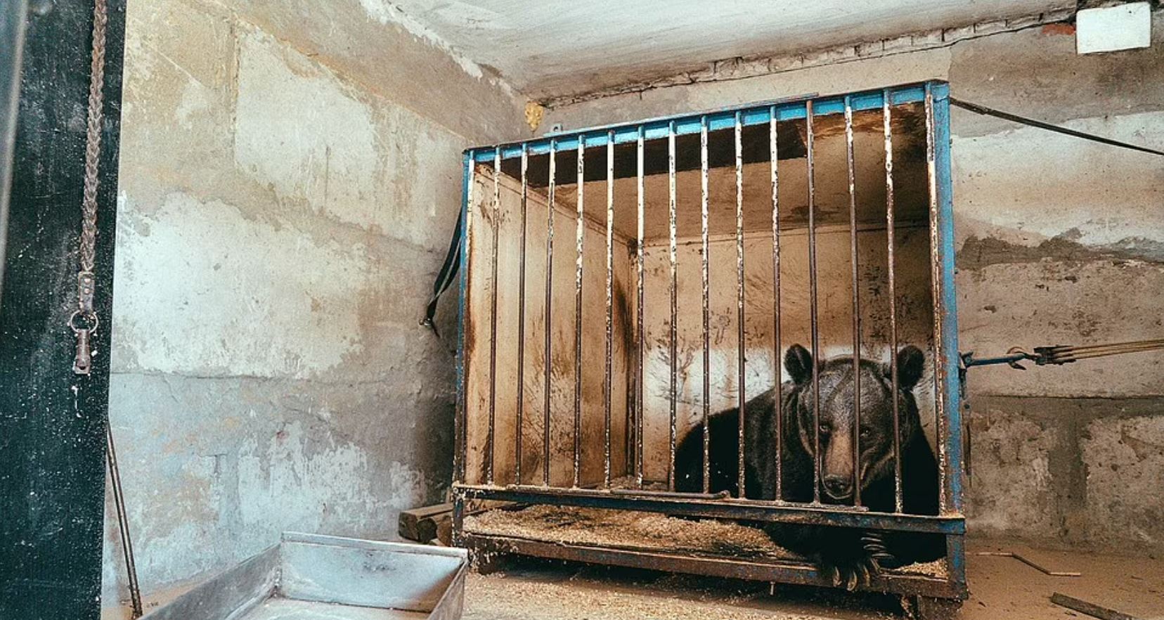the world’s loneliest bear released after 12 years in a cage