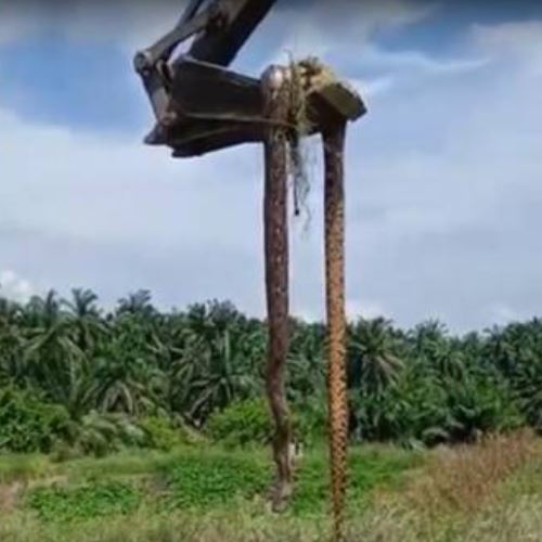 individu sibuk bekerja terkejut temui seekor ular sawa 100 kilogram