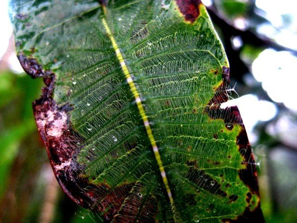 fuyoo! teknik menyamar ulat ini memang real