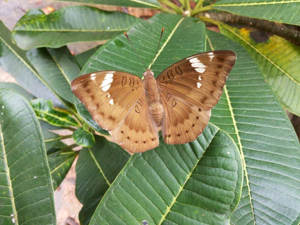 fuyoo! teknik menyamar ulat ini memang real