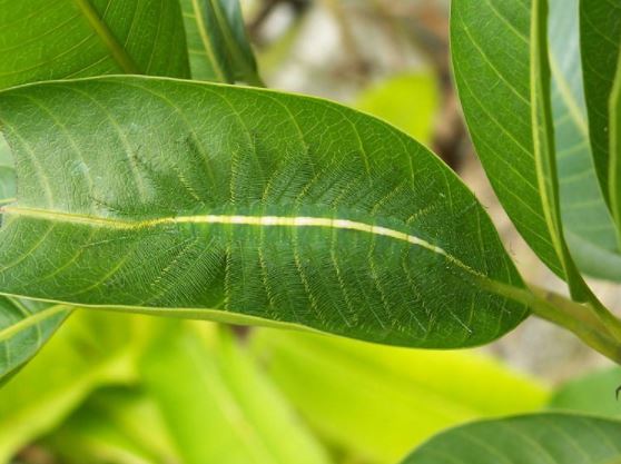 fuyoo! teknik menyamar ulat ini memang real