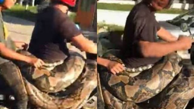 lelaki di kelantan bawa ular sawa 250kg bersiar-siar naik motosikal