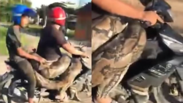 lelaki di kelantan bawa ular sawa 250kg bersiar-siar naik motosikal