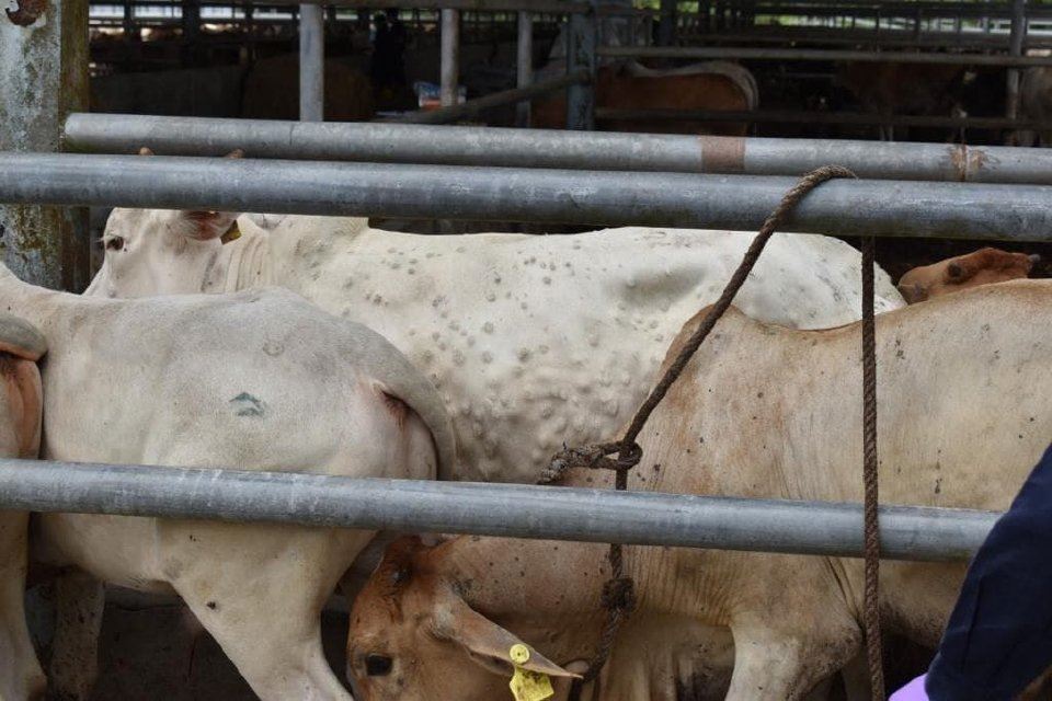 akibat risiko penyakit kulit berbonjol, malaysia sekat import lembu, kerbau thailand