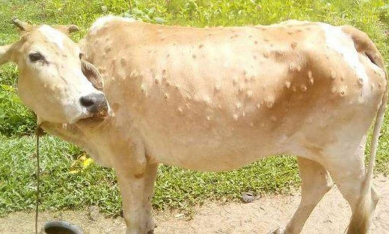 malaysia gantung import lembu, kerbau thailand elak risiko penyakit kulit berbonjol