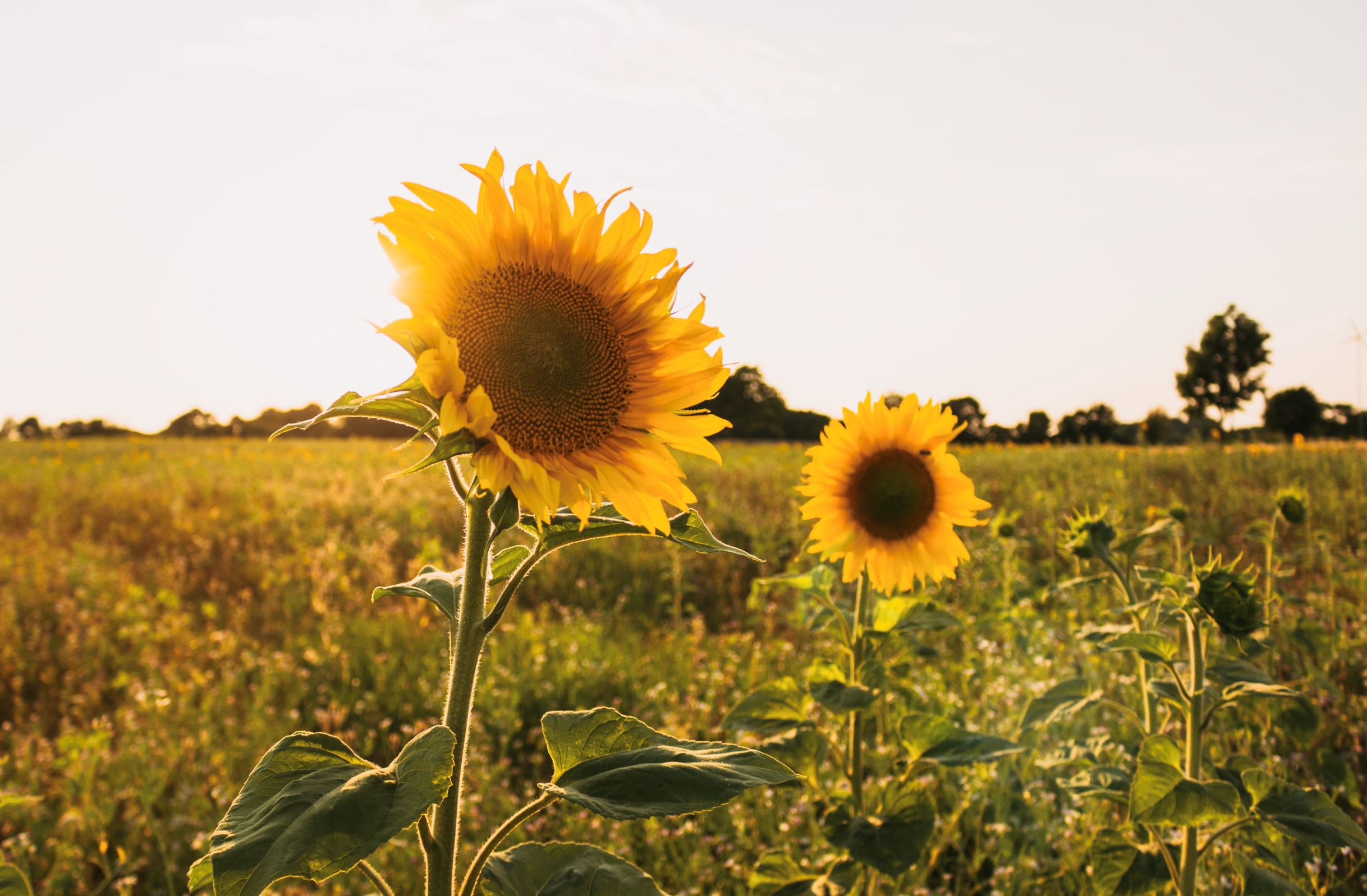 表面快乐内心痛苦❗️盘点【阳光忧郁症】的10种现象💔「在家人前发脾气后又后悔不已」