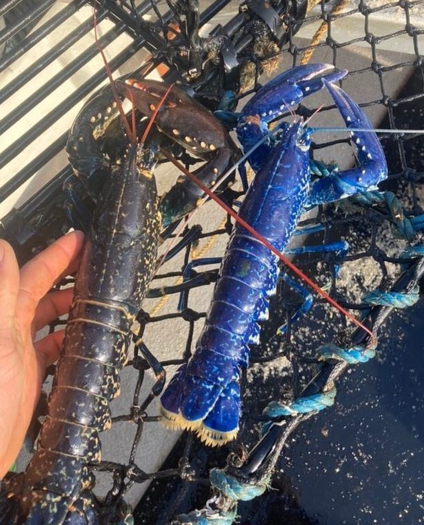 satu dalam 2 juta, nelayan temui udang karang warna biru