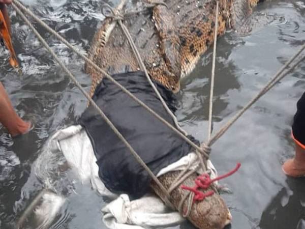 buaya ‘gergasi’ sesat masuk kampung di pulau gaya berjaya ditangkap