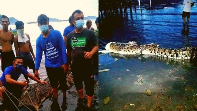 buaya ‘gergasi’ sesat masuk kampung di pulau gaya berjaya ditangkap