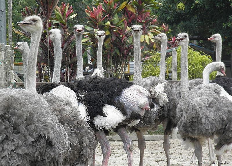 a day in selangor, let’s visit hulu langat!