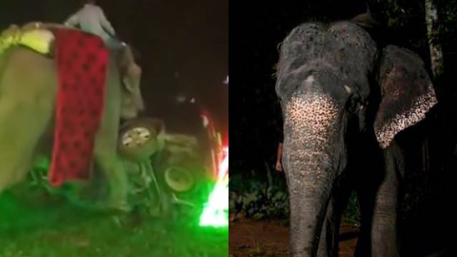 [viral] majlis perkahwinan kecoh akibat amukan gajah, pengantin lari tak cukup tanah!