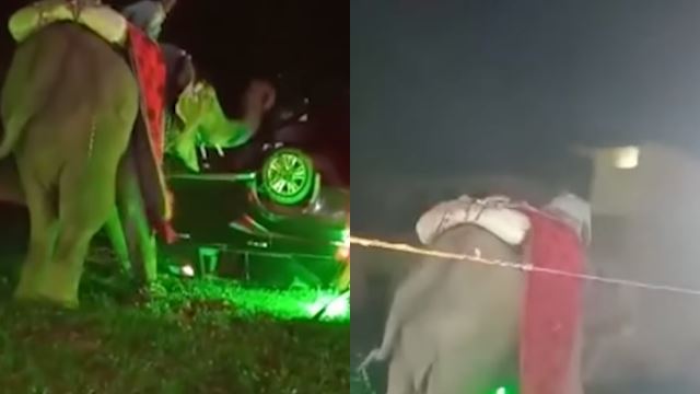 [viral] majlis perkahwinan kecoh akibat amukan gajah, pengantin lari tak cukup tanah!
