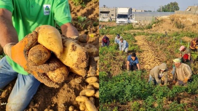 wajah gembira petani dapat kembali bertani di semenanjung gaza demi mencari rezeki