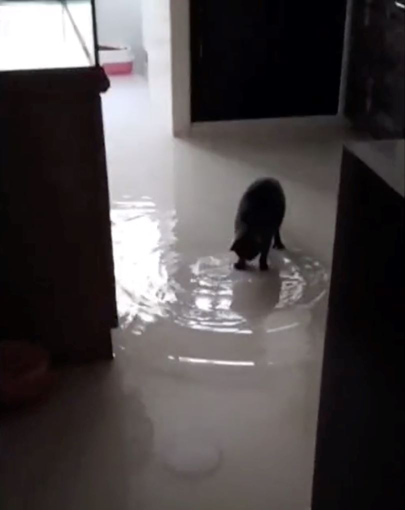 guy thought his house was flooded, turns out his cats left the water tap on