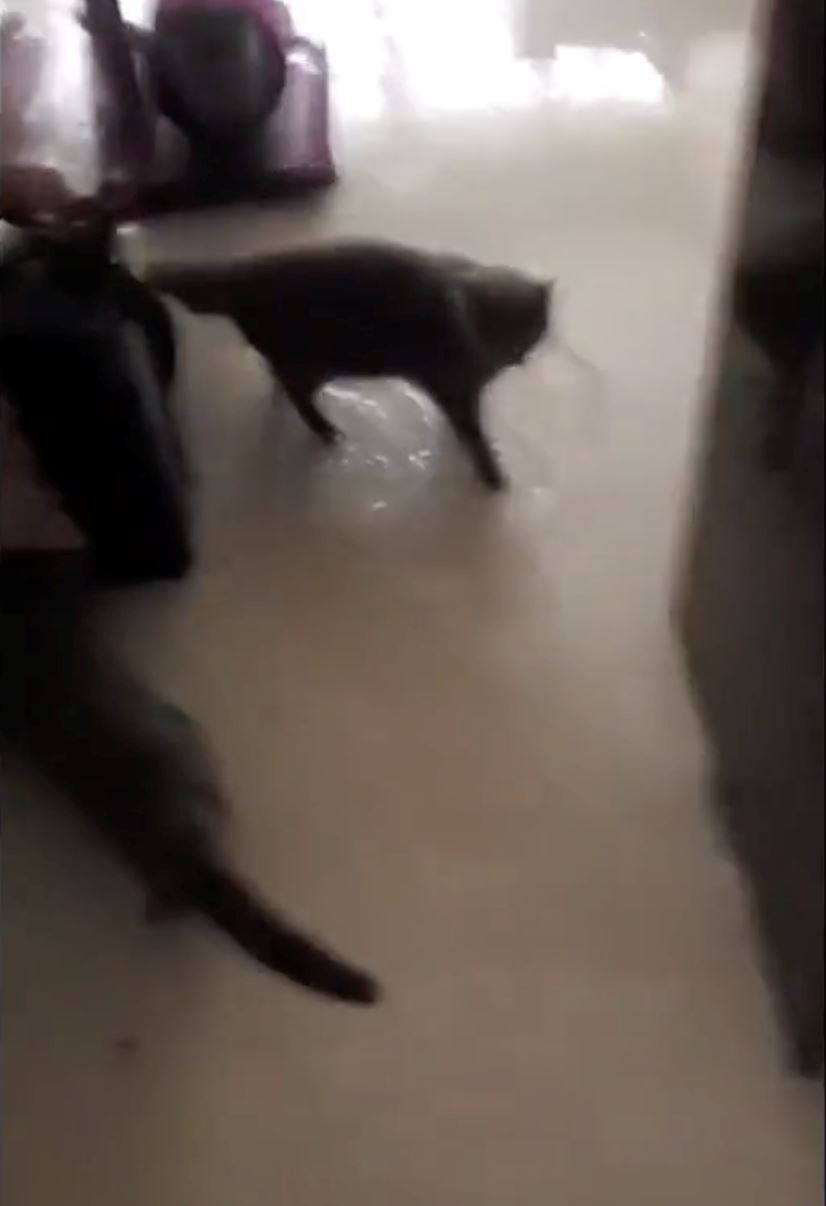 guy thought his house was flooded, turns out his cats left the water tap on