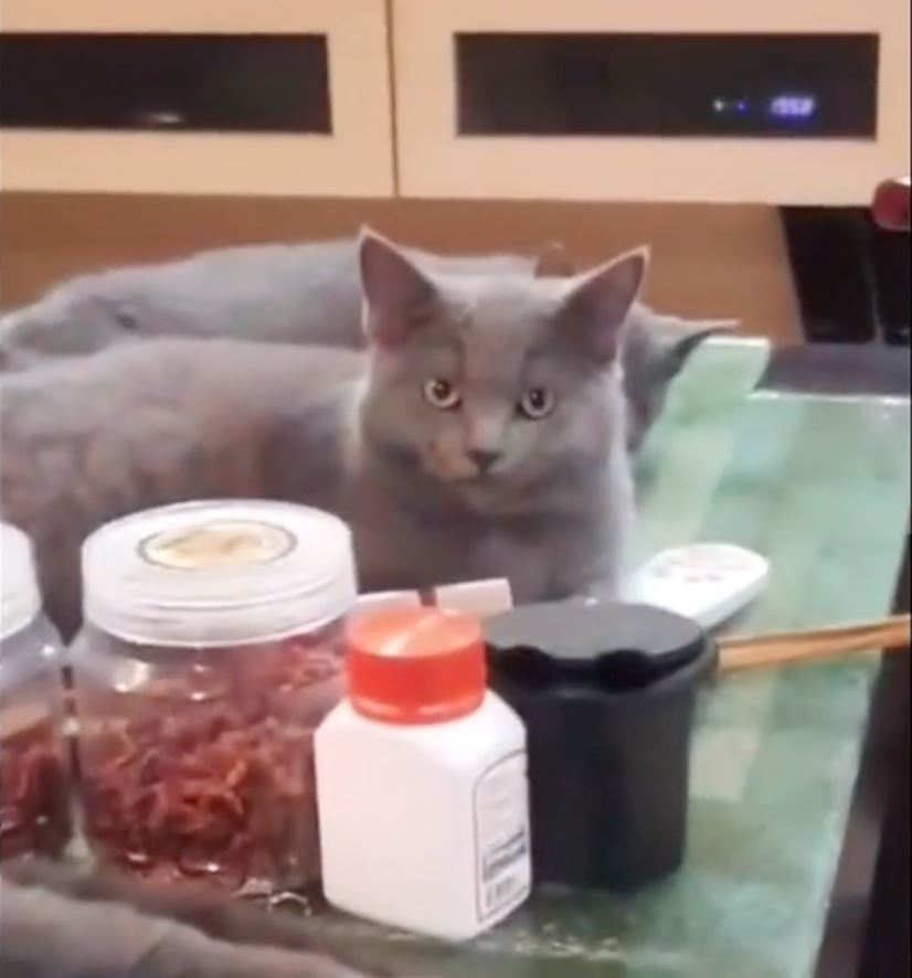 guy thought his house was flooded, turns out his cats left the water tap on