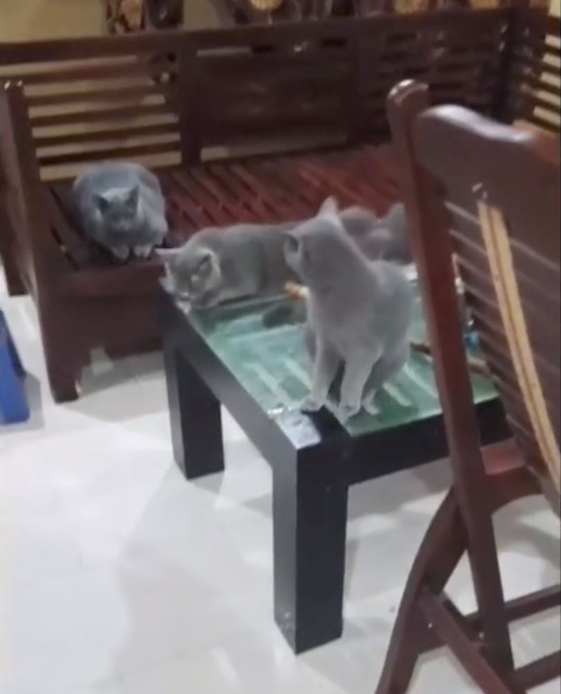 guy thought his house was flooded, turns out his cats left the water tap on