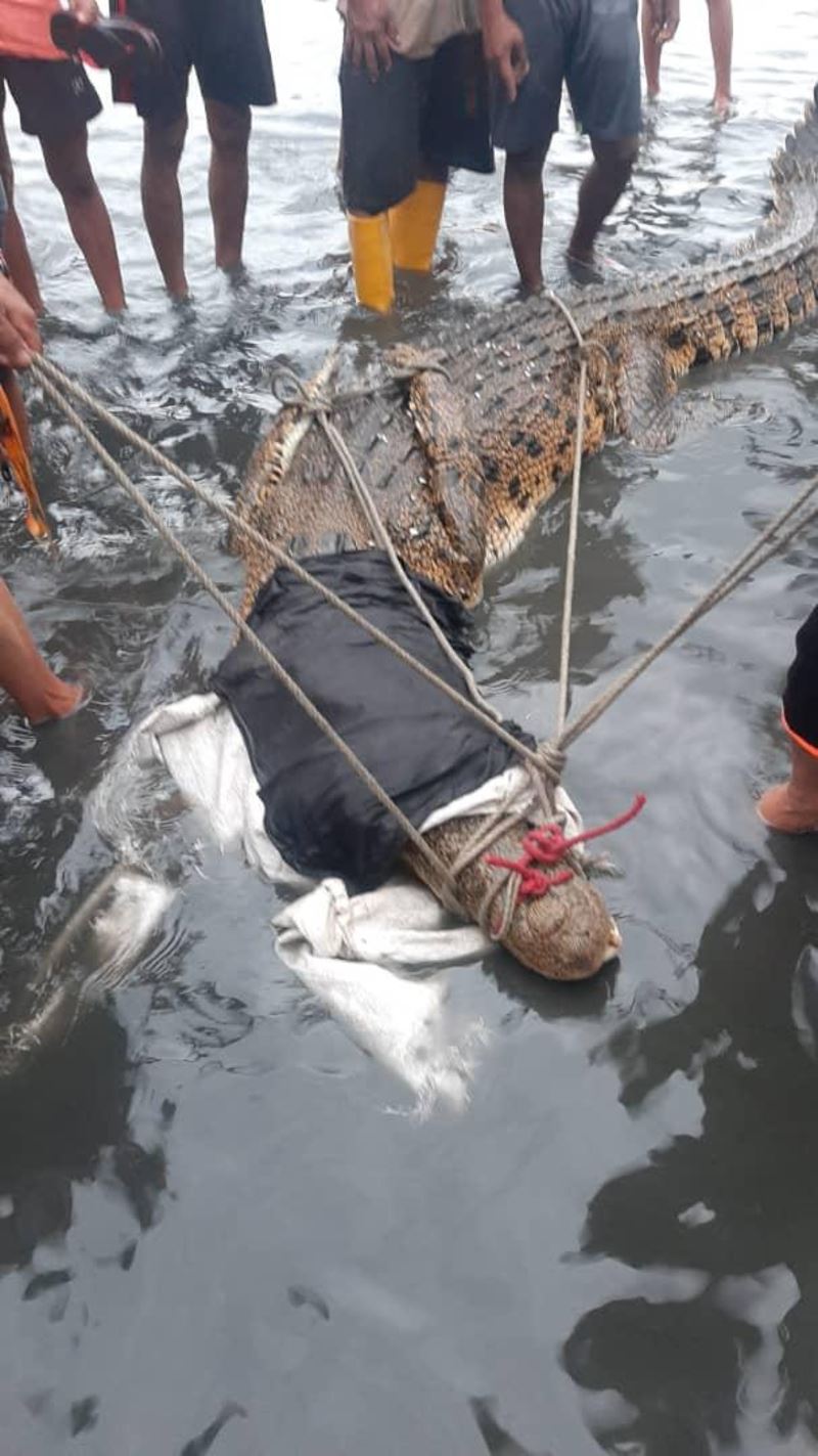 villagers in sabah catch huge crocodile weighing 200kg!