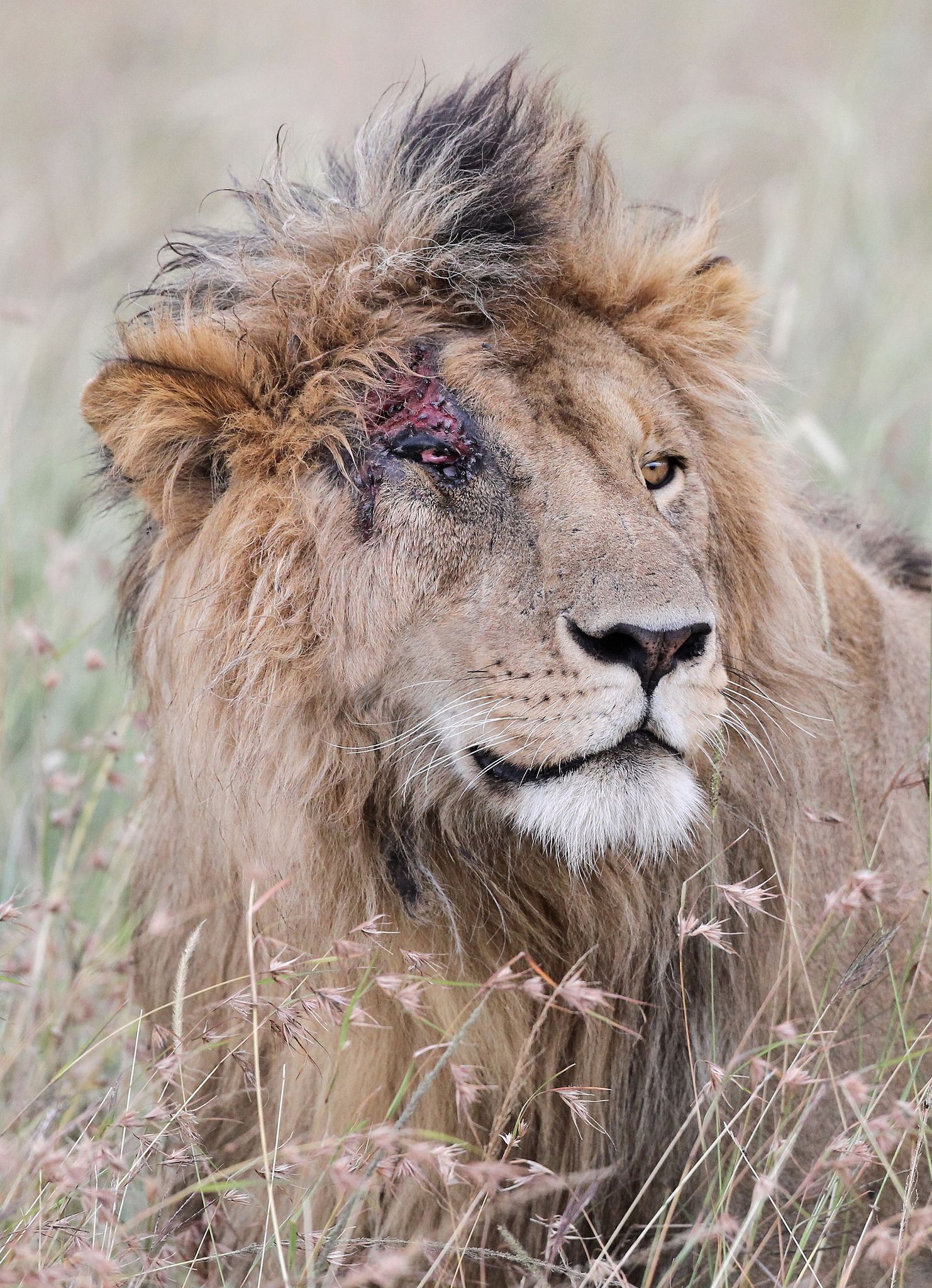 scarface, the world’s most famous lion, passes away at 14 years old