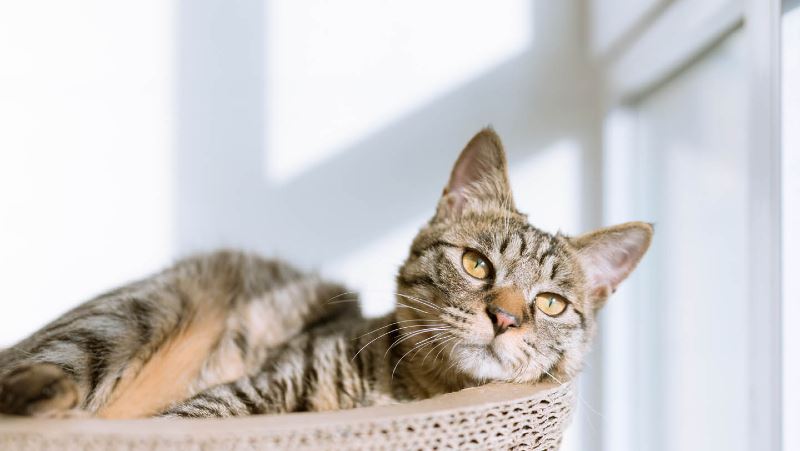 do cats actually have nine lives? here’s the truth behind the myth!