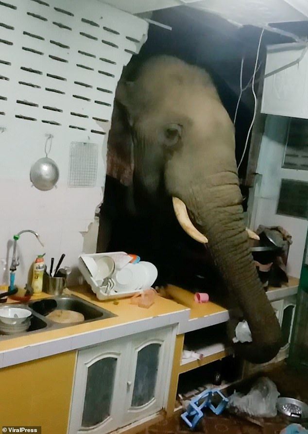 hungry elephant crashes into couple’s kitchen walls to steal rice