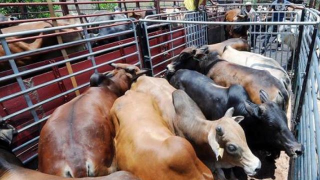 perak, wilayah persekutuan benar ibadah korban dengan bersyarat dan sop ketat