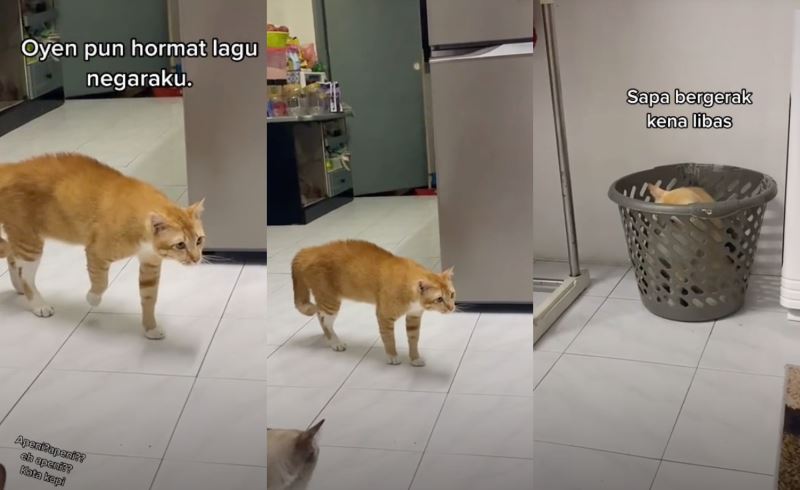 this oyen stops when it heard negaraku playing