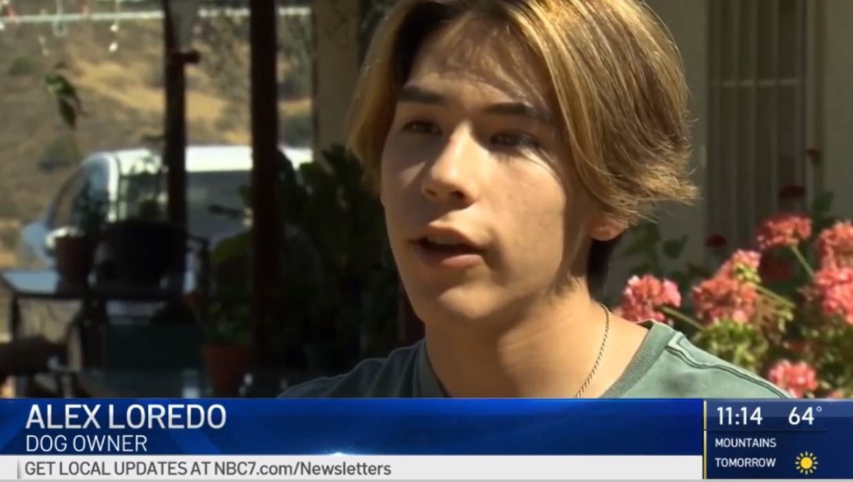 dog heroically saves its owner from a rattlesnake by pushing out of the way