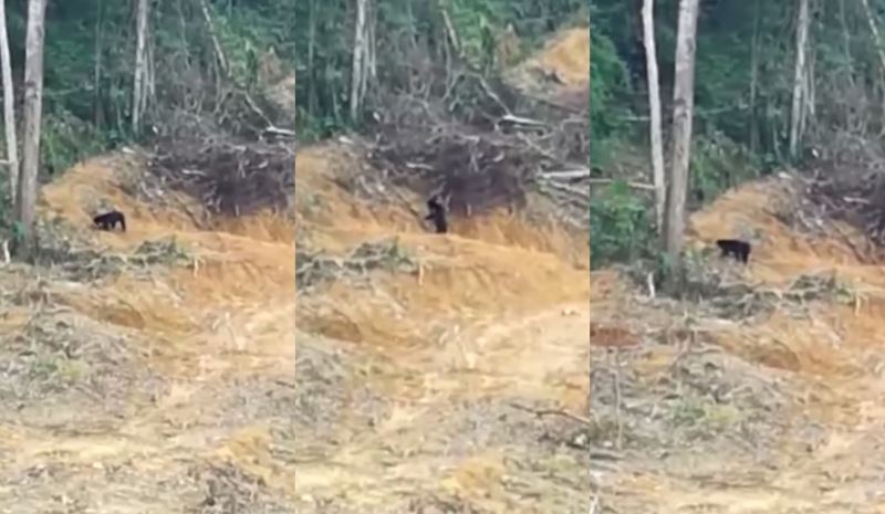 video of sun bear walking aimlessly in a destroyed forest in pahang goes viral