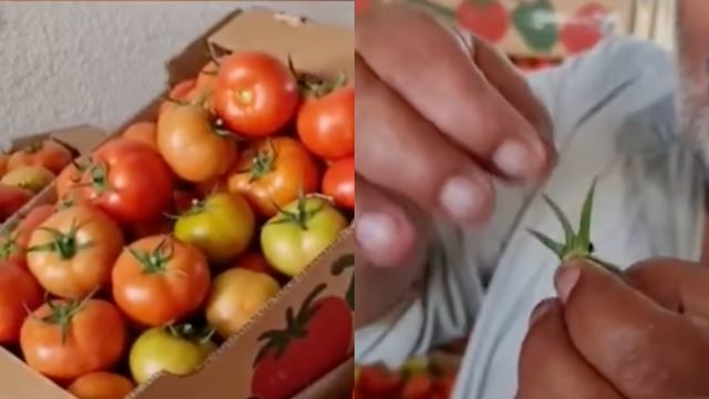 “tangkai tomato kena buang”, israel kenakan syarat tidak masuk akal terhadap eksport pertanian palestin