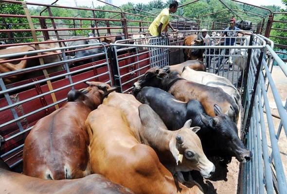 sabah beri ‘lampu hijau’ pelaksanaan ibadat korban, solat sunat aidiladha dengan sop ketat