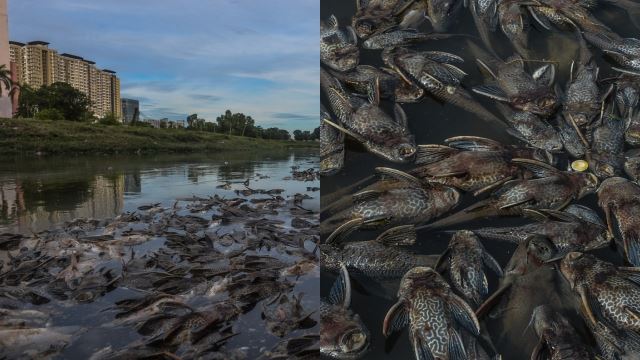 ribuan ikan air tawar ditemui mati di sungai damansara, bau busuk selubungi penduduk setempat