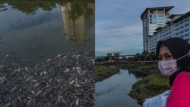 ribuan ikan air tawar ditemui mati di sungai damansara, bau busuk selubungi penduduk setempat