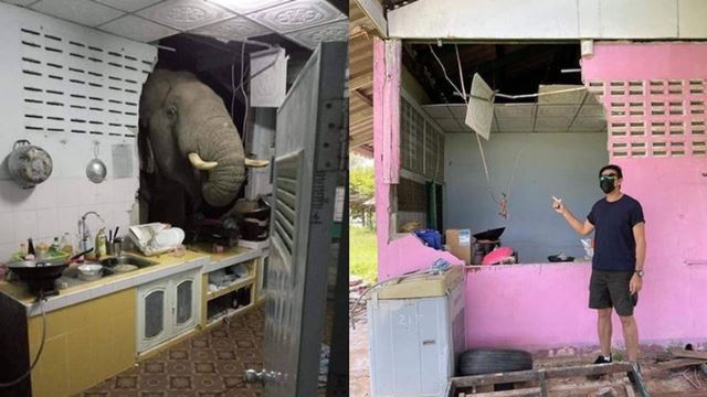 kelaparan, gajah ini tembus dinding rumah penduduk kerana ingin cari makanan