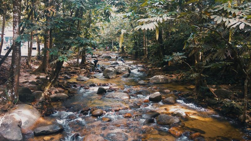 check out these 5 nature retreats in selangor you can visit after mco!