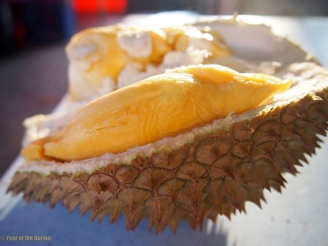 hantu durian kena tahu tentang 7 jenis durian ni! tapi betul ke ada durian warna merah?!