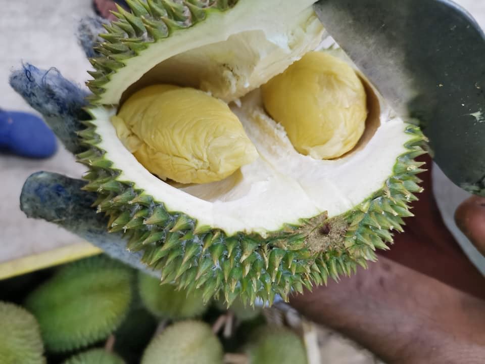 hantu durian kena tahu tentang 7 jenis durian ni! tapi betul ke ada durian warna merah?!