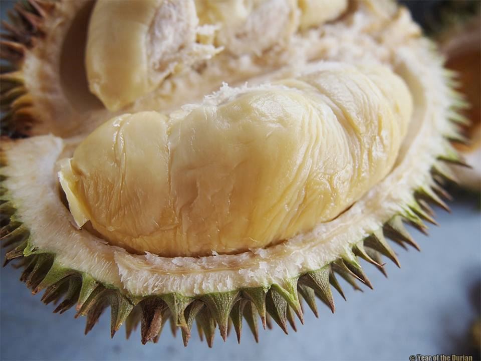 hantu durian kena tahu tentang 7 jenis durian ni! tapi betul ke ada durian warna merah?!