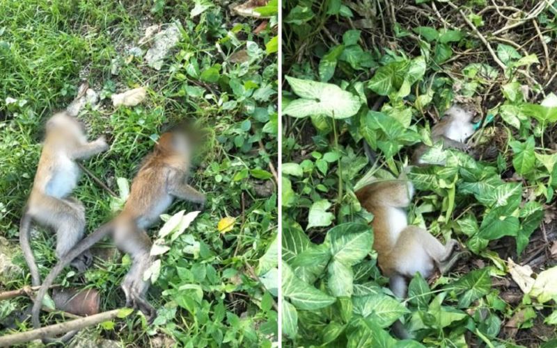 10 wild monkeys poisoned to death in forest near residential area in georgetown