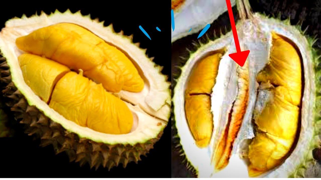 hantu durian kena tahu tentang 7 jenis durian ni! tapi betul ke ada durian warna merah?!