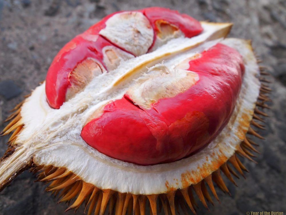 hantu durian kena tahu tentang 7 jenis durian ni! tapi betul ke ada durian warna merah?!
