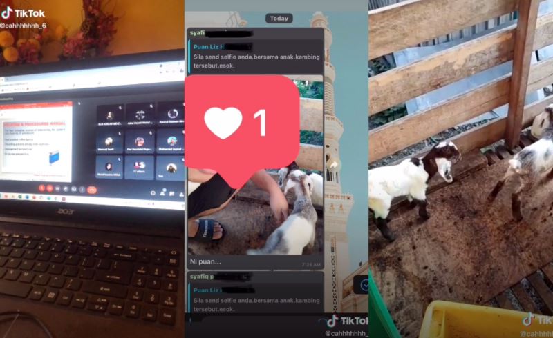 this student missed online class because his kambing was giving birth!