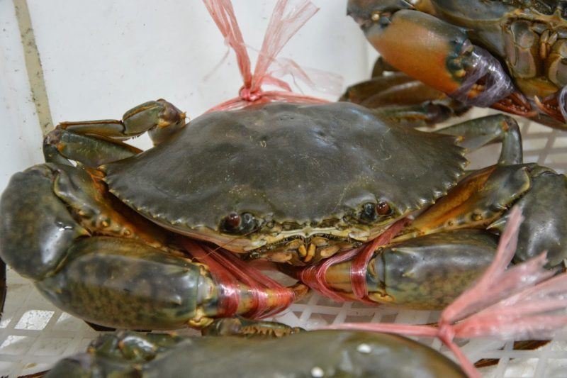 peguam tersenyum lebar terima ketam hidup sebagai bayaran khidmat guaman