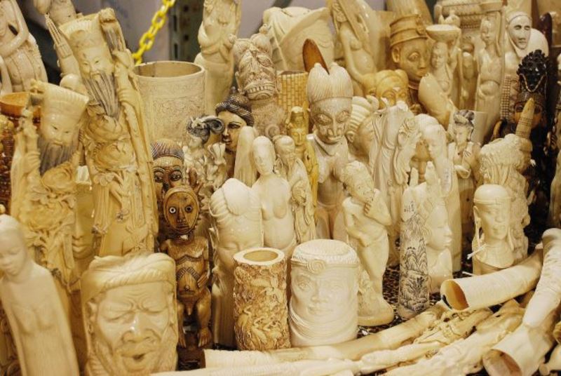 it’s world wildlife day! here’s what you can do to protect our endangered species!