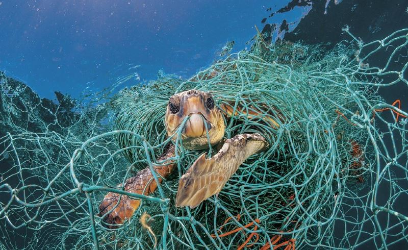 it’s world wildlife day! here’s what you can do to protect our endangered species!