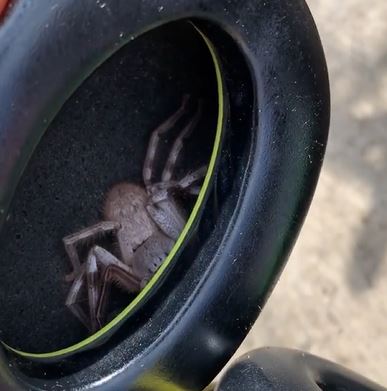 lelaki rasa geli lepas pakai headphone, rupanya ada labah-labah!